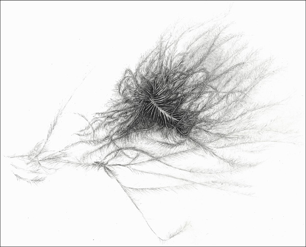 Drawing for THE PAINTER AND THE BIRD.