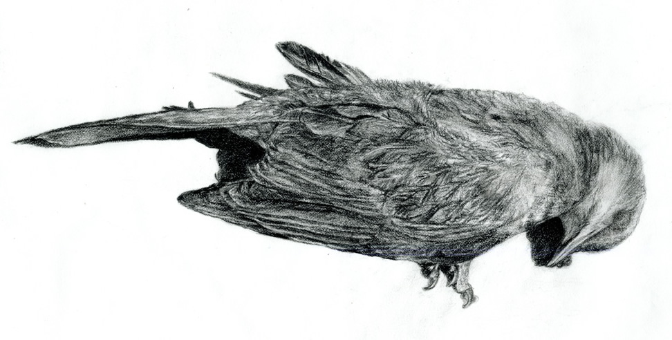 Illustration for THE PAINTER AND THE BIRD: Bird II