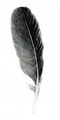 Illustration for THE PAINTER AND THE BIRD: Feather